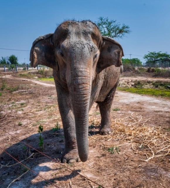 Elephant View Camp Ban Huai Thawai 外观 照片